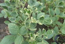 EPA adds national dicamba restrictions for this year dicamba damage