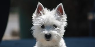 Empty nest is furry and full dog