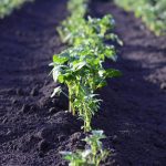 Golden potato could boost developing nations potato field