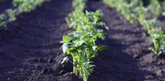 Golden potato could boost developing nations potato field
