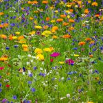 Wildflowers go underground to survive wildflowers