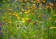 Finding a little green space can go a long way wildflowers