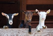 Greater Allegheny goes GAGA goats