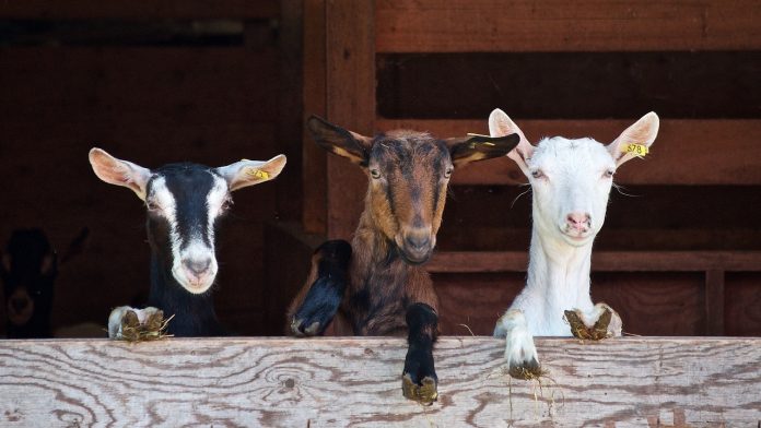 goats goats