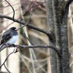 Northbound juncos? A sure sign of spring junco