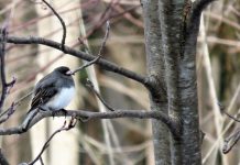 Dark-eyed juncos remind us of changing seasons junco