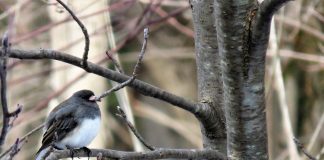 Dark-eyed juncos remind us of changing seasons junco