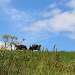 USDA still runs the most expensive manure-making program in the world grazing cows