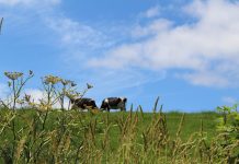 7 steps to prepare for spring grazing grazing cows