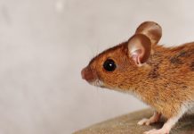 Creatures are stirring mouse