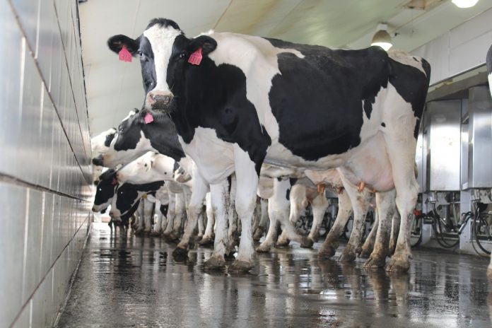 Holstein heifer standing in milking parlor