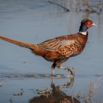 South Dakota pheasant hunting still a treat pheasant