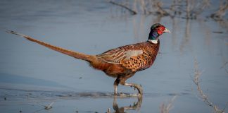 South Dakota pheasant hunting still a treat pheasant