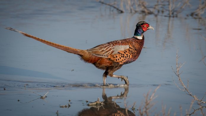pheasant pheasant