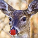 USDA issues permit for Santa’s reindeer red nose syndrome