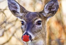 USDA issues permit for Santa’s reindeer red nose syndrome