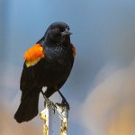 Birds use cover crops as B&B during migration red-winged blackbird
