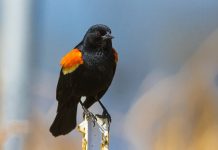 Birds use cover crops as B&B during migration red-winged blackbird