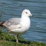Why do we see gulls during winter? ring-billed gull