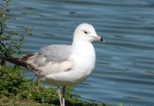 Why do we see gulls during winter? ring-billed gull