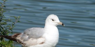 Why do we see gulls during winter? ring-billed gull