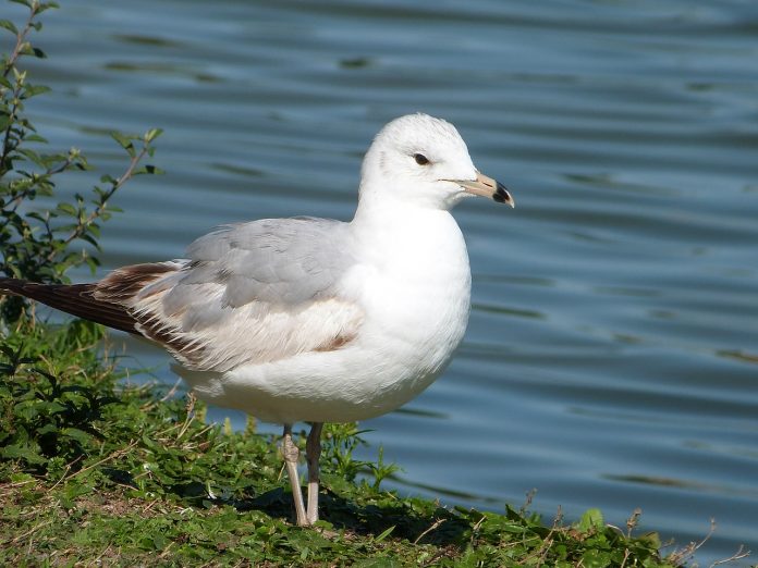 ring-billed gull ring-billed gull