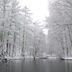 Researchers study impact of ice storms in forests winter