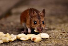 How to keep mice out of your house mouse