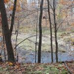 Ohio Supreme Court says CAUV woodland owners can appeal trees and river woodlands