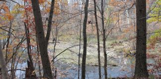 trees and river woodlands