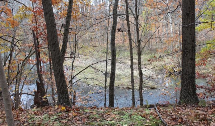 trees and river woodlands