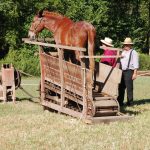 Animal power was a progression in time treadpower