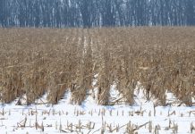 Weather changed, but the grain prices, not so much Standing corn in snow