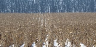 Standing corn in snow