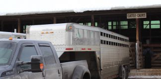 Livestock auctions impacted by coronavirus measures livestock unloading