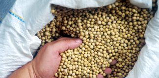 Plant resources help ensure ag’s future Seed selection