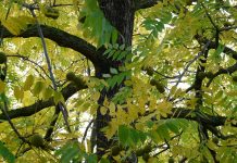 Maintaining native trees and local forestry black walnut tree