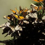How can insects survive winter weather? butterflies
