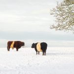Remember it could be worse … cattle in the snow
