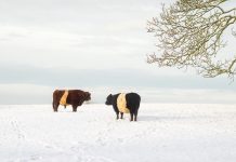 Plan: Coping with farm-related stress cattle in the snow