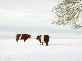 cattle in the snow