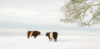 cattle in the snow