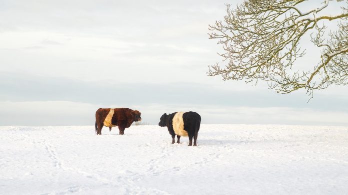 cattle in the snow cattle in the snow