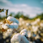 Cotton program could be costly for 2018 farm bill cotton