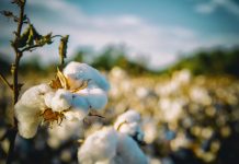 Cotton program could be costly for 2018 farm bill cotton