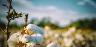 Cotton program could be costly for 2018 farm bill cotton
