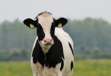 How to determine when a cow is in heat Holstein cow