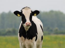 Holstein cow