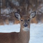 Deer were rare in Ohio not so long ago deer during winter