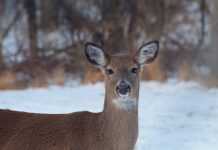 Feeding wildlife during winter deer during winter